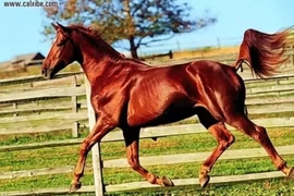 Ngựa Xích Thố ngoài đời thực có xứng tầm Thiên Mã?