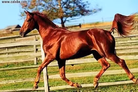 Ngựa Xích Thố ngoài đời thực có xứng tầm Thiên Mã?