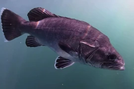 Cá thời tiền sử quý hiếm bỗng nổi lên ngoài khơi Cornwall 