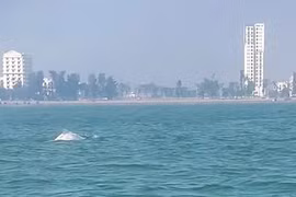 Cận cảnh đàn cá heo trắng hiếm thấy ở Sầm Sơn