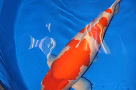 Bí mật đằng sau cá Koi giá hơn 41 tỷ gây chấn động