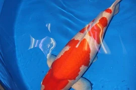 Bí mật đằng sau cá Koi giá hơn 41 tỷ gây chấn động