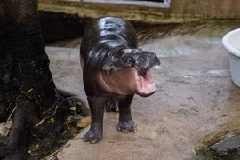 'Đột nhập' chuồng hà mã lùn để quay phim, người đàn ông bị phạt tiền