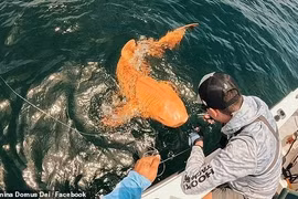 Ngư dân sửng sốt khi câu được cá mập màu cam siêu hiếm
