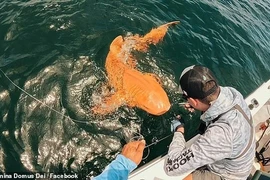 Ngư dân sửng sốt khi câu được cá mập màu cam siêu hiếm