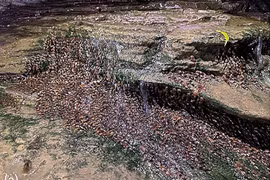 Hàng ngàn con cá chen chúc leo lên vách đá, chuyên gia giải mã sao?