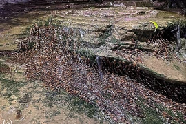 Hàng ngàn con cá chen chúc leo lên vách đá, chuyên gia giải mã sao?