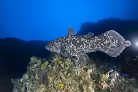 Cá vây tay tuyệt tích 65 triệu năm bỗng tái xuất thần kỳ