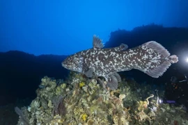 Cá vây tay tuyệt tích 65 triệu năm bỗng tái xuất thần kỳ