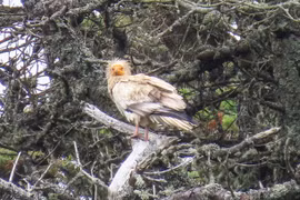 Kền kền Ai Cập tái xuất thần kỳ sau 150 năm tuyệt tích