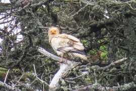 Kền kền Ai Cập tái xuất thần kỳ sau 150 năm tuyệt tích