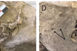 Tìm ra danh tính xác ướp chỉ có phần đầu sau hơn 100 năm