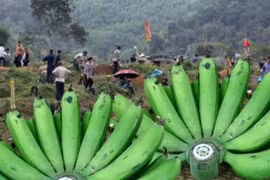 Tại sao không nên mang chuối đi tảo mộ theo truyền thống Việt Nam?