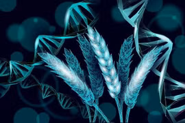 'Đánh thức' gene lúa mì ngủ quên hàng nghìn năm