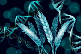 'Đánh thức' gene lúa mì ngủ quên hàng nghìn năm