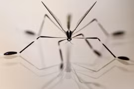 Loài côn trùng bay nhờ... xòe chân đón gió, không cần dùng cánh