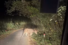 Nai Cà Tông quý hiếm trong Sách đỏ liên tục xuất hiện ở Chư Mom Ray