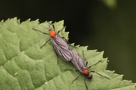 Bọ tình yêu tràn ngập Seoul, người Hàn hoảng loạn đối phó