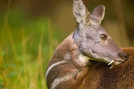 Top 8 loài động vật hoang dã tỏa hương quyến rũ nhất hành tinh