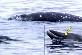 Sinh vật biển quý hiếm chưa từng được nhìn thấy còn sống