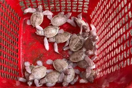 Ngắm 14 con rùa biển bạch tạng cực hiếm vừa chào đời ở Côn Đảo