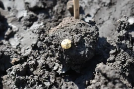 Phát hiện kho báu chứa đầy vàng bạc trong khu định cư cổ