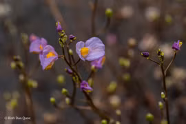Nhĩ cán tím ở Tràm chim hồi sinh kỳ diệu sau 7 năm vắng bóng