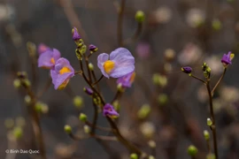 Nhĩ cán tím ở Tràm chim hồi sinh kỳ diệu sau 7 năm vắng bóng