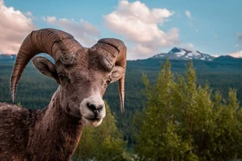 Món sơn dương trùng đại bổ của Từ Hi Thái hậu rùng rợn ra sao?