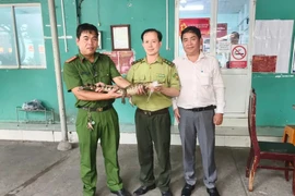 Cá sấu bắt dưới kênh Nước Đen ở TP.HCM là loài quý, hiếm!