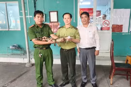 Cá sấu bắt dưới kênh Nước Đen ở TP.HCM là loài quý, hiếm!