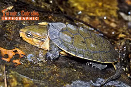 [INFOGRAPHIC] Loài rùa đầu to quý hiếm 'đi lạc' vào nhà dân ở Quảng Ngãi