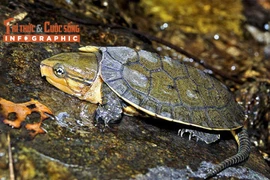 [INFOGRAPHIC] Loài rùa đầu to quý hiếm 'đi lạc' vào nhà dân ở Quảng Ngãi