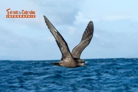 [INFOGRAPHIC] Loài chim bám đuôi những cơn bão để kiếm ăn