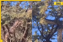 Nhìn lên cây, hốt hoảng thấy "quái thú" làm chuyện động trời