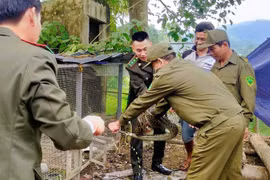 Ba động vật trong Sách Đỏ đi lạc vào nhà dân ở Thanh Hóa