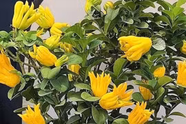 Cây cảnh trồng trong nhà giúp tăng cường tài lộc, mang đến điềm lành