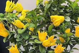 Cây cảnh trồng trong nhà giúp tăng cường tài lộc, mang đến điềm lành