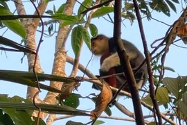 Voọc 7 màu hiếm gặp xuất hiện trong vườn nhà dân Hà Tĩnh