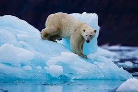 Gấu Bắc Cực 'viết lại' ADN để thích ứng với biến đổi khí hậu