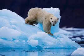 Gấu Bắc Cực 'viết lại' ADN để thích ứng với biến đổi khí hậu