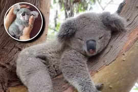 Khoảnh khắc thú cưng dễ thương khiến người nhìn không thể rời mắt