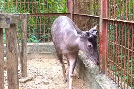 Người dân Nghệ An giao nộp 5 cá thể động vật hoang dã