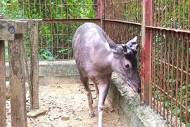 Người dân Nghệ An giao nộp 5 cá thể động vật hoang dã