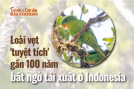 [INFOGRAPHIC] Loài vẹt 'tuyệt tích' gần 100 năm bất ngờ tái xuất ở Indonesia