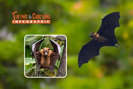 [INFOGRAPHIC] Loài dơi quạ quý hiếm nổi tiếng Việt Nam