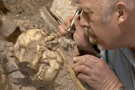 Hóa thạch Little Foot viết lại lịch sử tiến hóa loài người