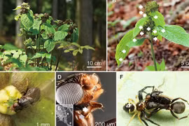 Lần đầu phát hiện thực vật lạ dùng mùi kiến dụ loài thụ phấn