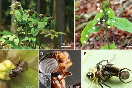 Lần đầu phát hiện thực vật lạ dùng mùi kiến dụ loài thụ phấn
