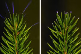 Giải mã hiện tượng ánh sáng tím xuất hiện trong rừng khi giông bão